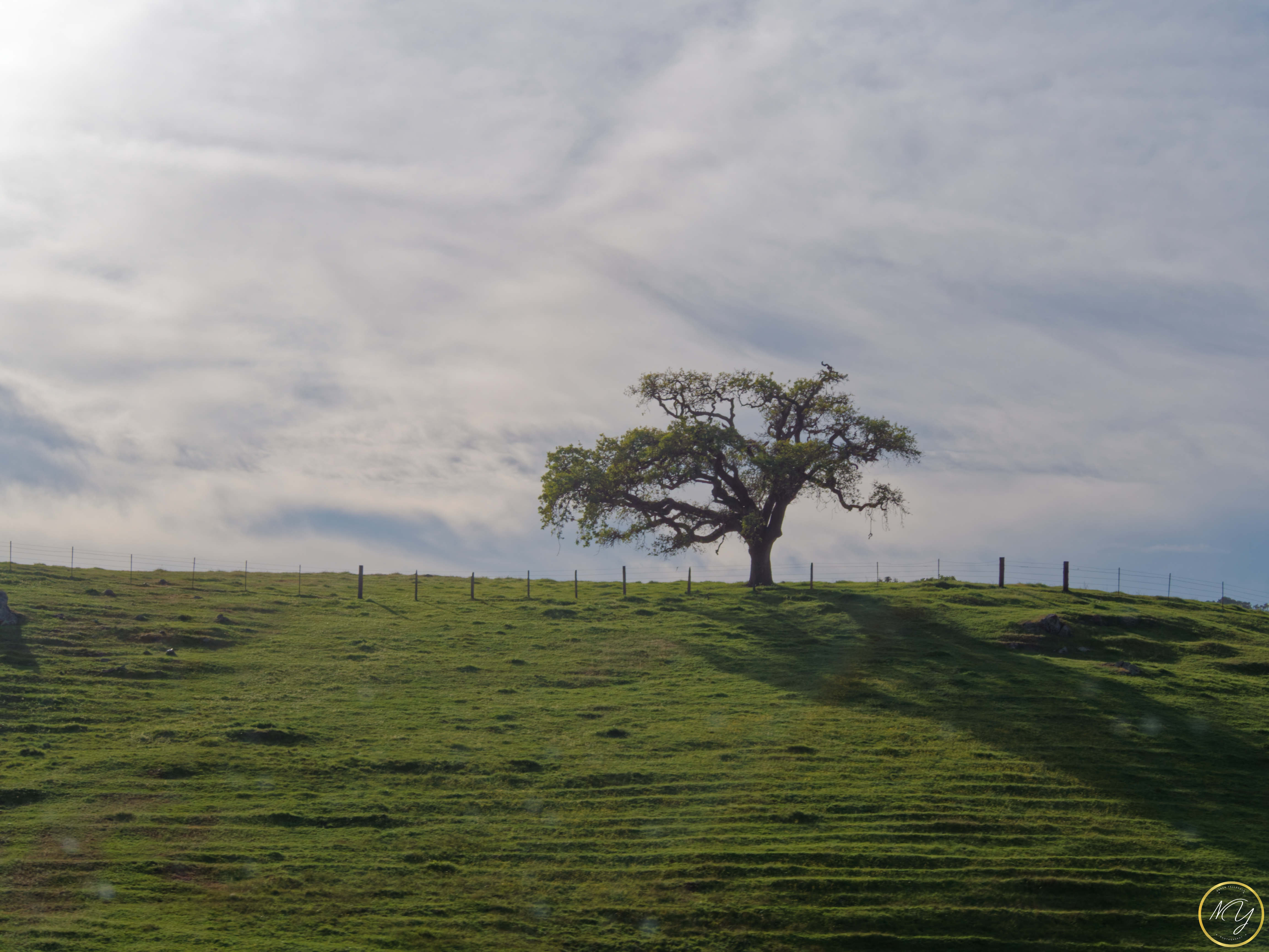 A tree in Sonoma County