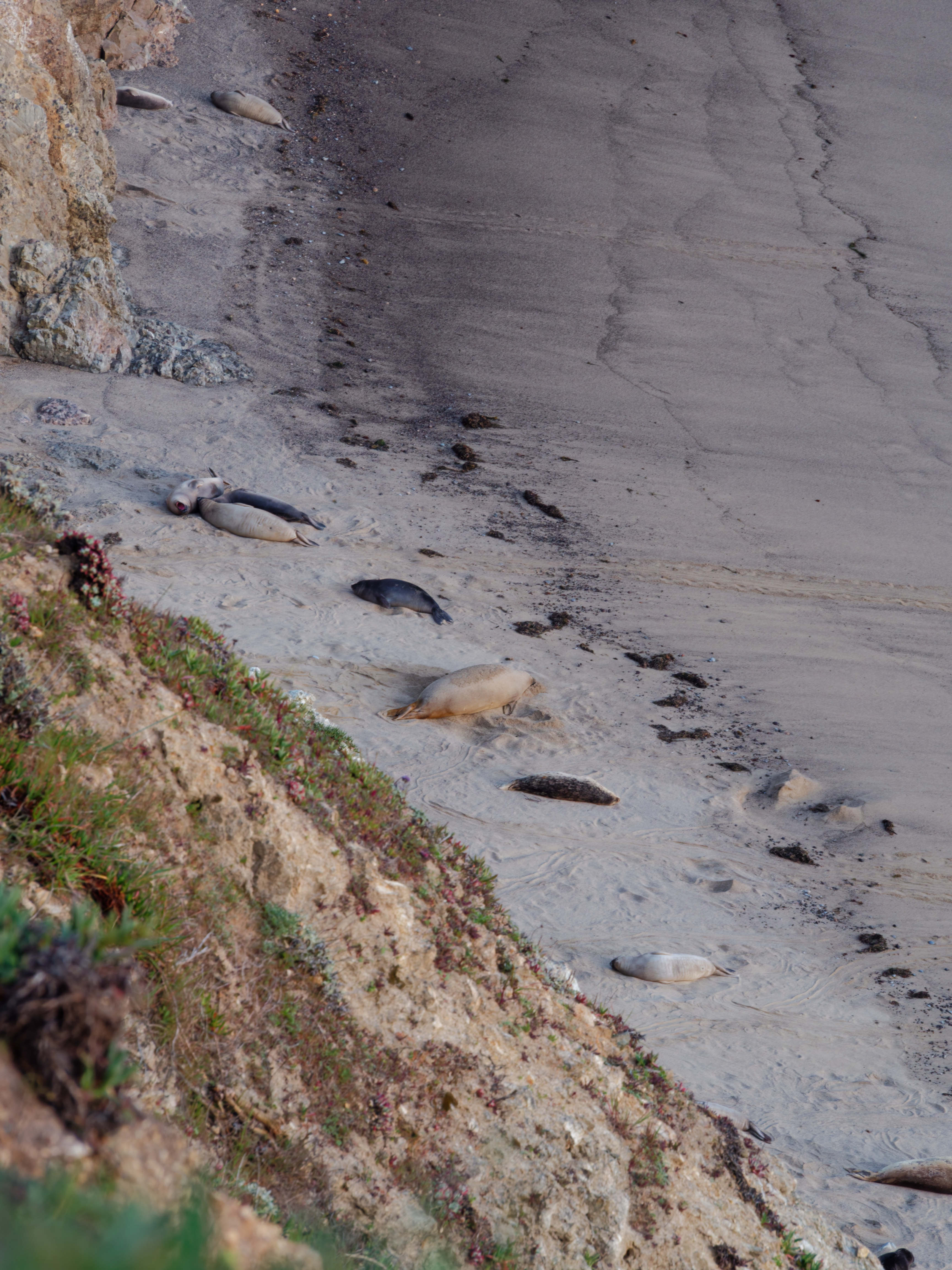 Sea Lions near Pacific coast
